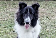 Shetland Sheepdog
Border Collie