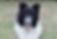 Shetland Sheepdog
Border Collie