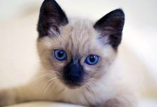 kitten