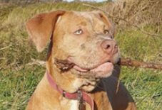 Mastiff
Pitbull