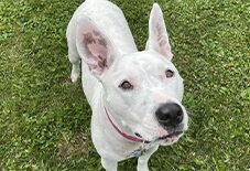 Dalmatian
Pitbull