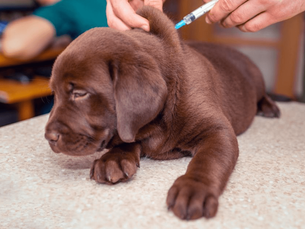 brown dog getting a vaccination