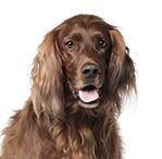 irish setter