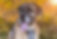 Tibetan Mastiff
German Shepherd