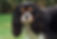 cavalier king charles 