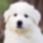 Great Pyrenees