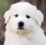 Great Pyrenees