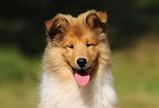 collie puppy