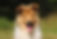 collie puppy
