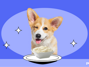 dog winking with a bowl of mashed potatoes in front of them