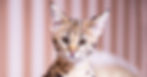 Savannah Cat