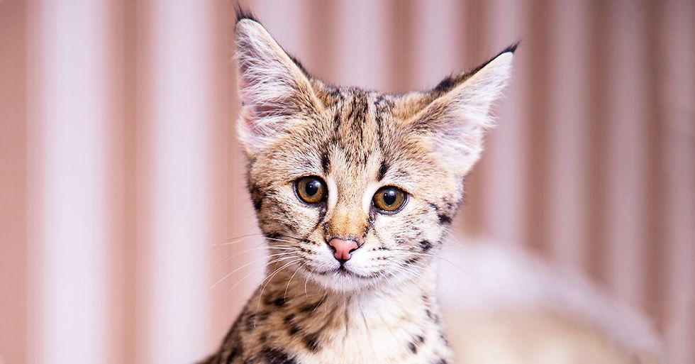 Savannah Cat