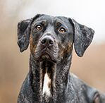 catahoula leopard dog