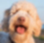 goldendoodle