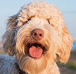 goldendoodle