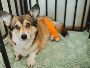 dog sitting in a crate