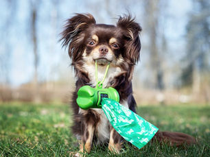 dog with poop bags hanging out of its mouth