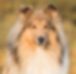 Collie