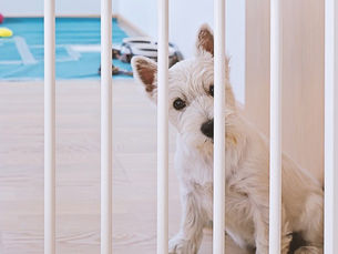 white puppy behind a gate