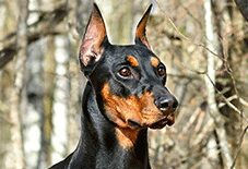 doberman