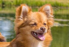 Pomeranian
Chihuahua