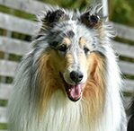 collie