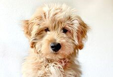 Havanese
Poodle