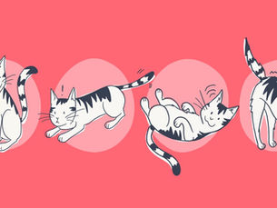 four cats in various positions