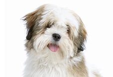 lhasa apsos