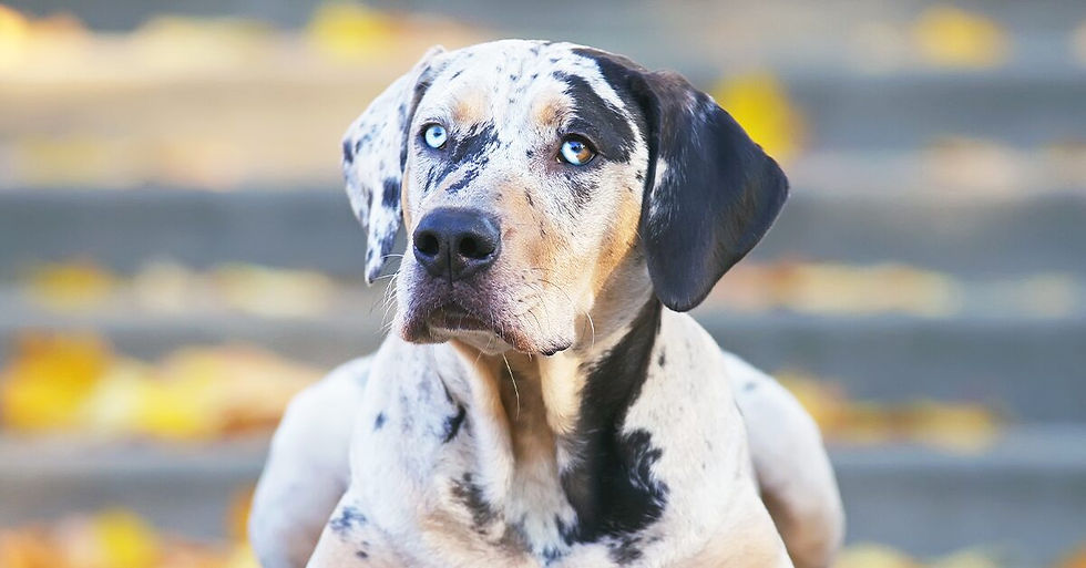 Catahoula Leopard Dog