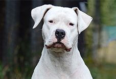 dogo argentinos
