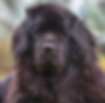 newfoundland
