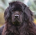 newfoundland
