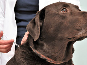 brown dog looking away and a human doctor injecting a shot into the dog's shoulder