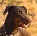 Doberman