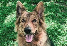 Alaskan Shepherd