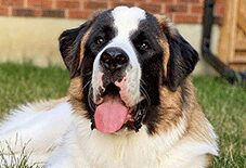 Great Dane
Saint Bernard