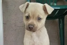 Whippet Chihuahua