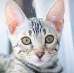 Silver Marbled
Tabby