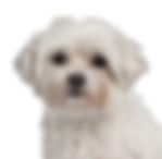 coton de tulear