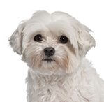 coton de tulear
