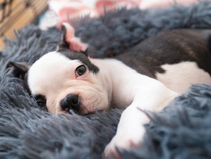 putting laying down in a fluffy bed