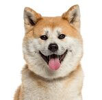 Akita