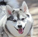 alaskan klee kai
