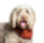 Portuguese Water Dog