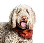 Portuguese Water Dog