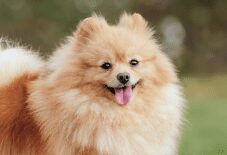 pomeranian