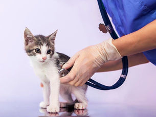 kitten being checked by medical professional