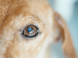 close up o a dogs eye