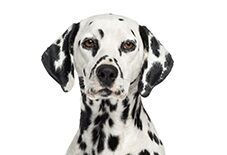 dalmation
